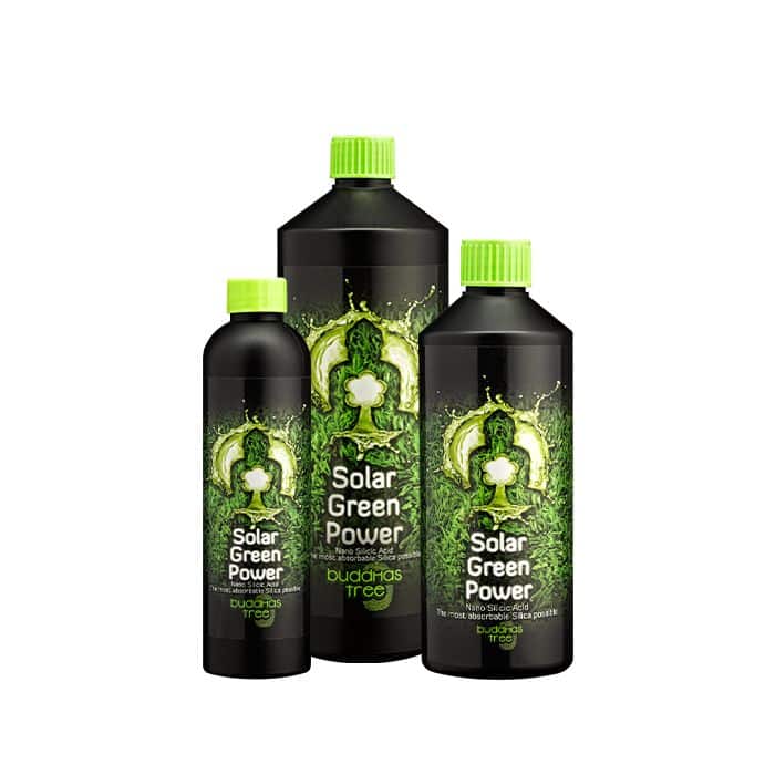 BUDDHAS TREE-Solar Green Power