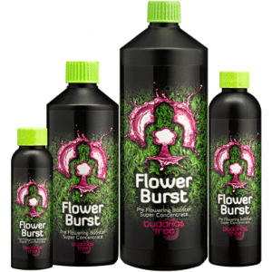 BUDDHAS TREE-Flower Burst