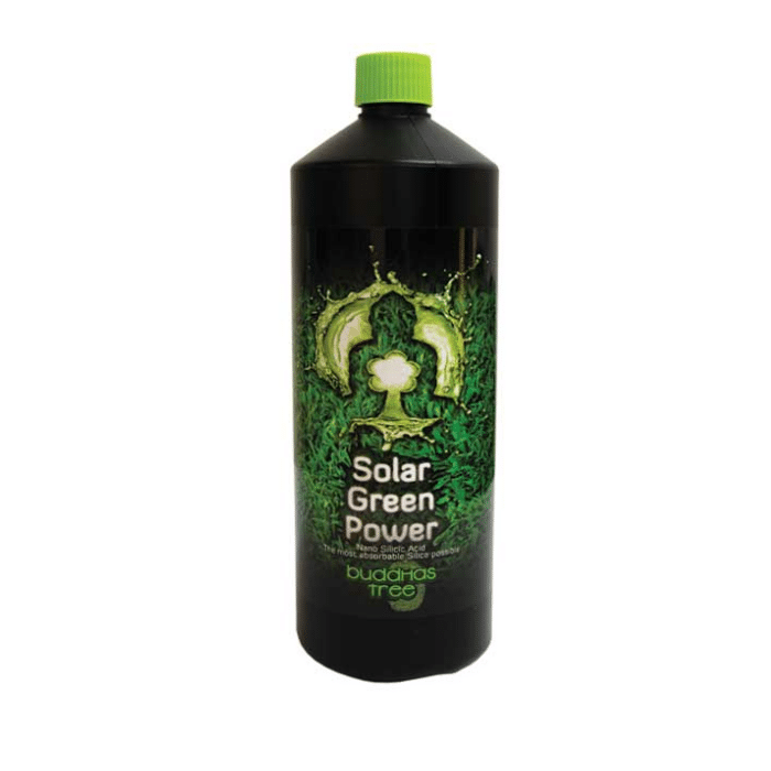 BUDDHAS TREE-Solar Green Power - Image 3