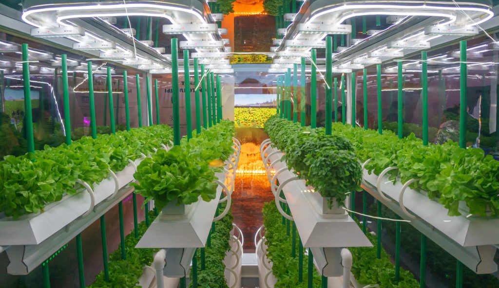 Hydroponic Farming
