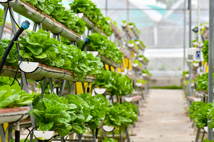 Hydroponic Farming
