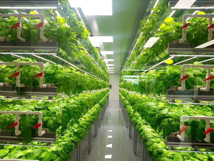 Hydroponic Farming