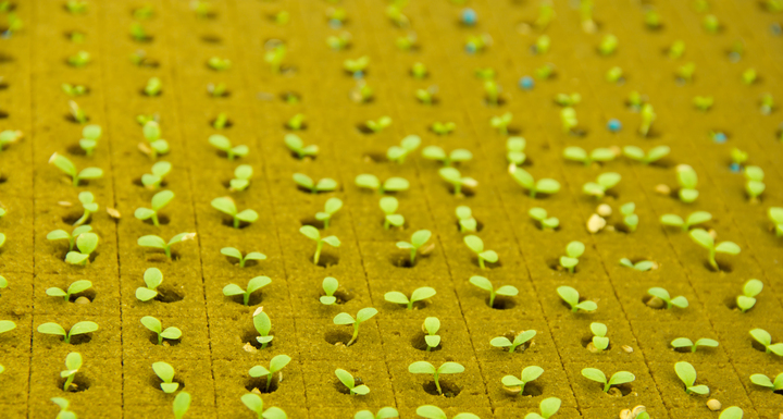 Hydroponic farming