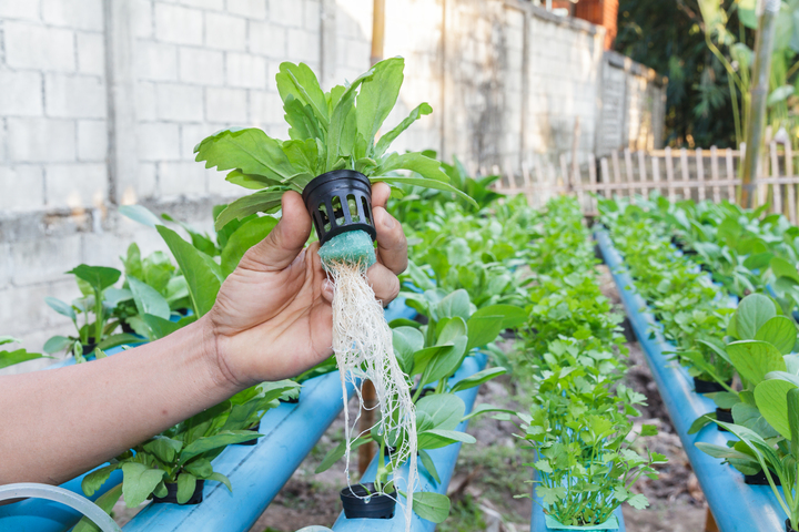 Hydroponic Farming