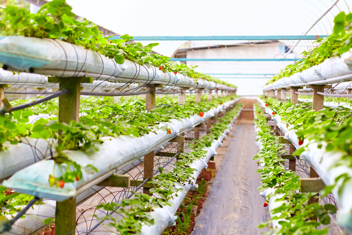 Hydroponic farming
